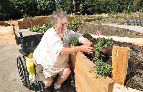 a photo of a woman in a wheelchair gardening in a raised bed garden