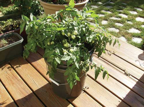 a photo of a tomato plant growing in a container