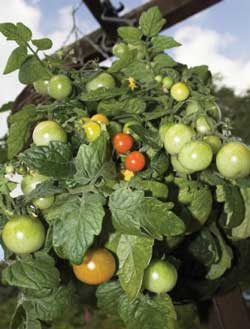 a photo a fruting tomato plant hanging out of a basket