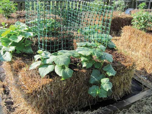 a photo of squash plants growing out of a haybale