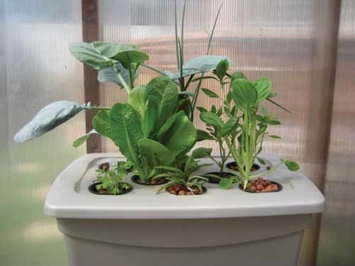a photo of a variety of herbs growing in a hydroponic container