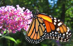 a photo of a monarch butterfly