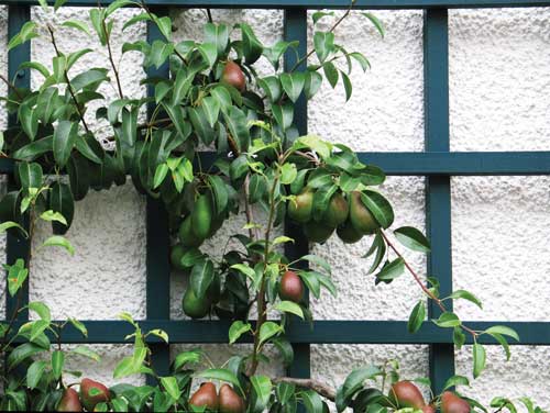 a photo of a vertical fruit garden
