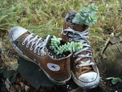 a photo of flowers growing in a pair of shoes