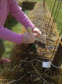 The difference between hay and straw in the garden