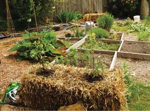 Hay Bale Gardening  Center for Excellence in Disabilities