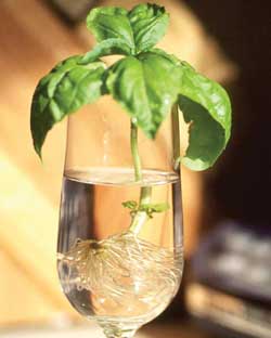 a photo of basil growing in a champagne glass full of water
