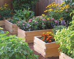 a photo of raised bed gardens