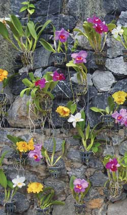 a photo of a vertical flower garden on a stone wall