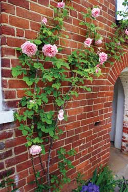 a photo of a flower wall garden on a brick wall